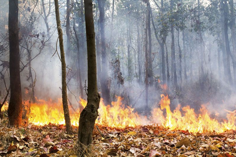 Waldbrände führten zu mehr als 600 Mio. Euro Schäden in 2022