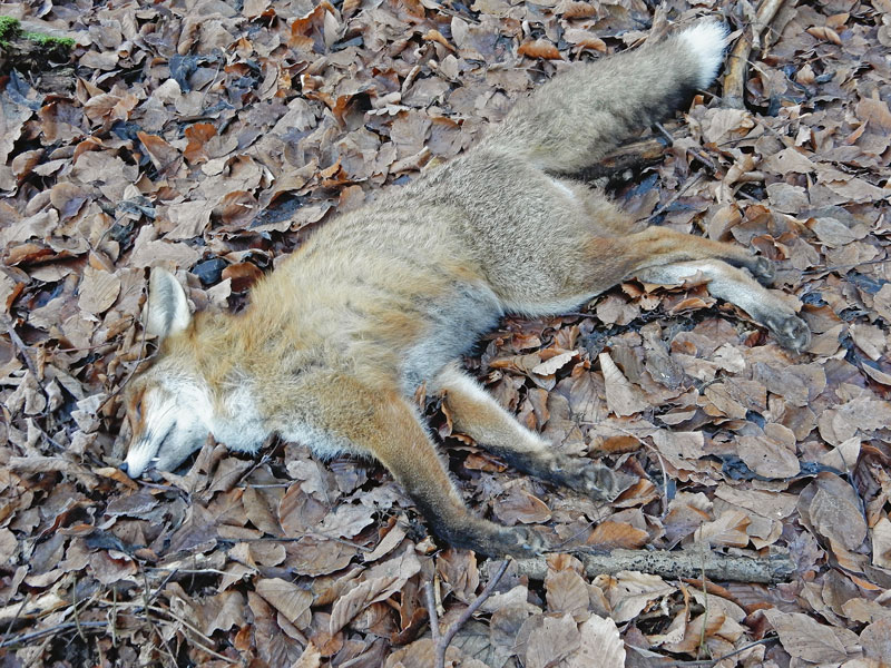 Erreger der Geflügelpest bei Fuchs nachgewiesen