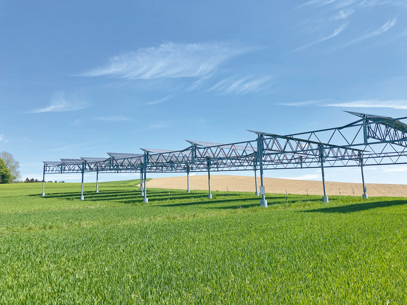 Agri-PV schützt bestimmte Pflanzen vor Dürre