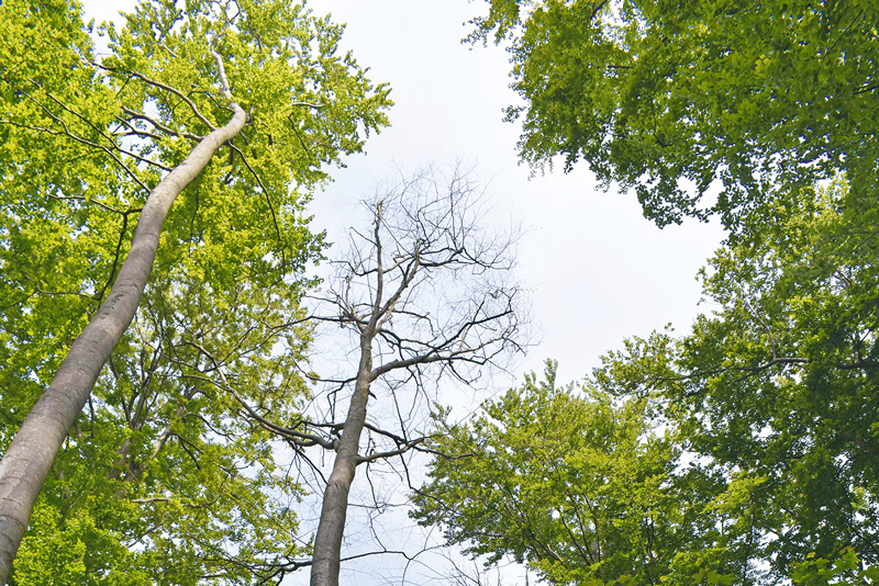 Das trockene Jahr 2022 hat dem Wald erneut zugesetzt