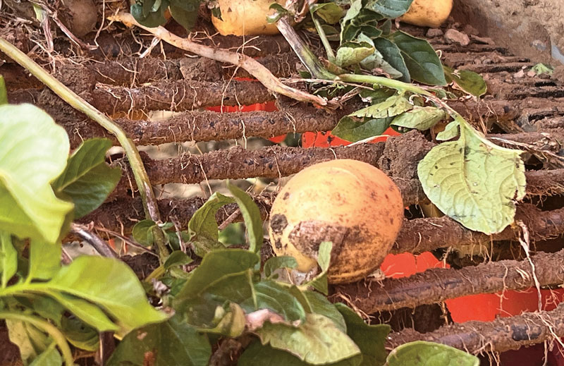 Die Ernte der ersten „Pfälzer Grumbeere“ läuft