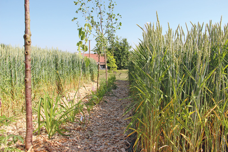 Agroforst als Chance