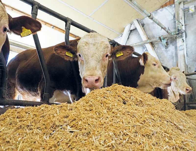Maissilage ist mehr als nur ein Stärkelieferant