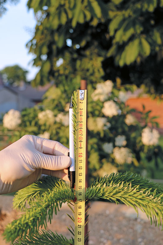 lwheute.de Die schöne Spitze macht den Baum Die schöne Spitze