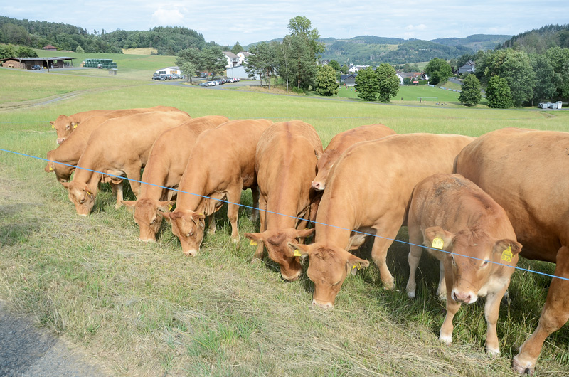 Hessische Limousins gehören zur nationalen Spitze