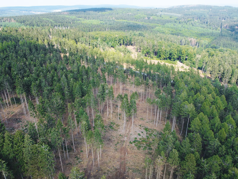 Weiterhin hohe Schadholzmengen durch Borkenkäfer