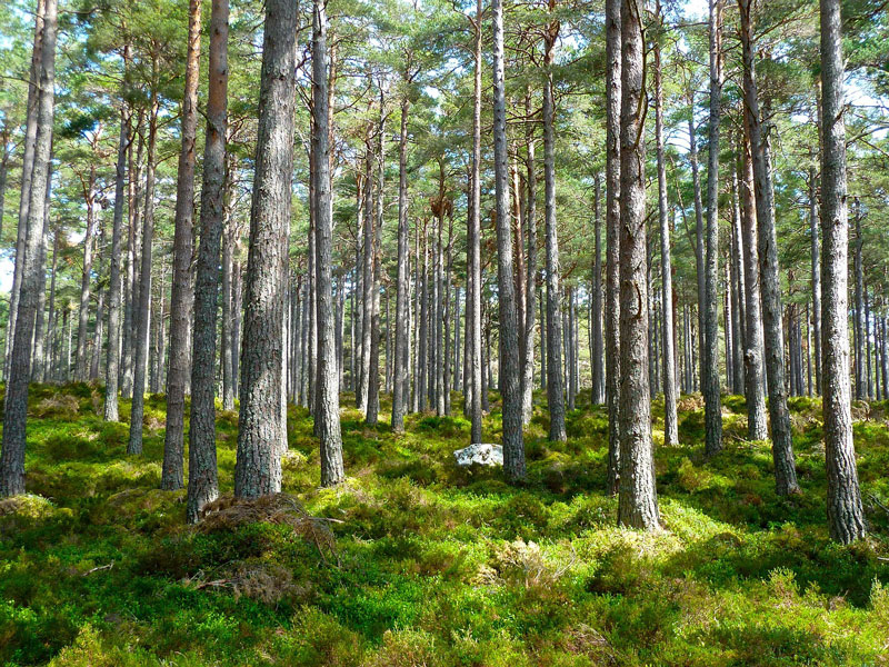 Waldbesitzer wehren sich gegen die GAK-Sparpläne