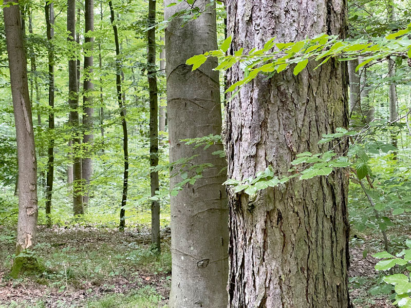 Neue Möglichkeiten für Waldeigentümer