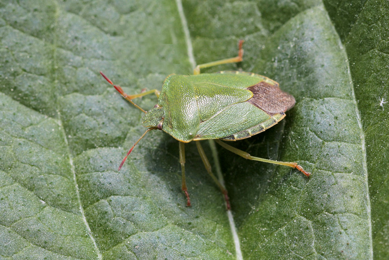 Schäden durch Wanzen an Gartenpflanzen