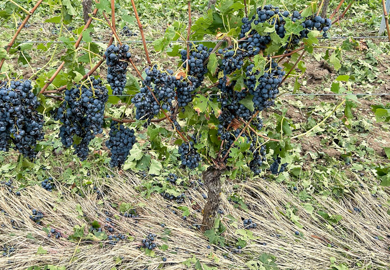 Hagelunwetter im Wonnegau und in der Nordpfalz