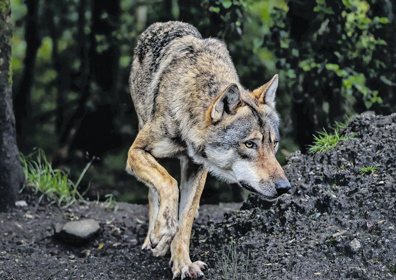 Aktueller Wolfsmanagementplan vorgestellt