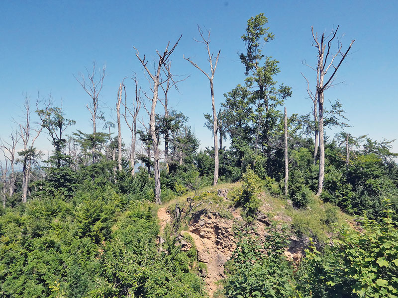 Die Trockenheit schadet den Buchen