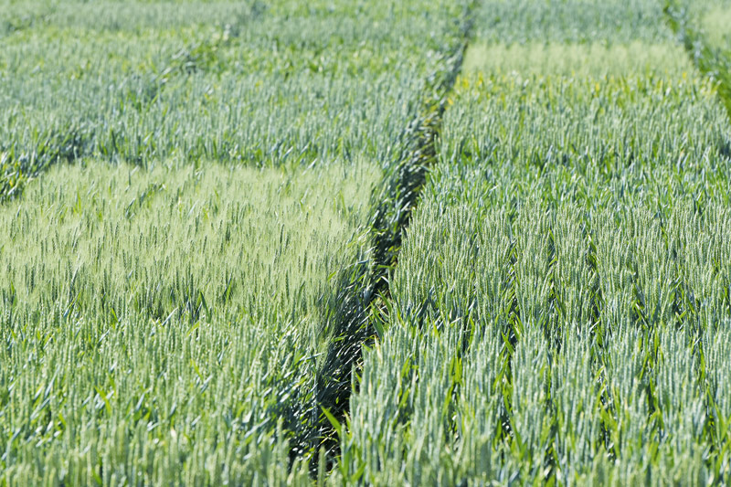 Proteingehalte meist unter den Vorgaben