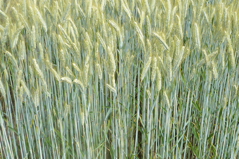 Wintertriticale bestätigt Anbausicherheit 