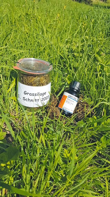 Füttern mit dem ersten Schnitt der Grassilage 2023 in RLP