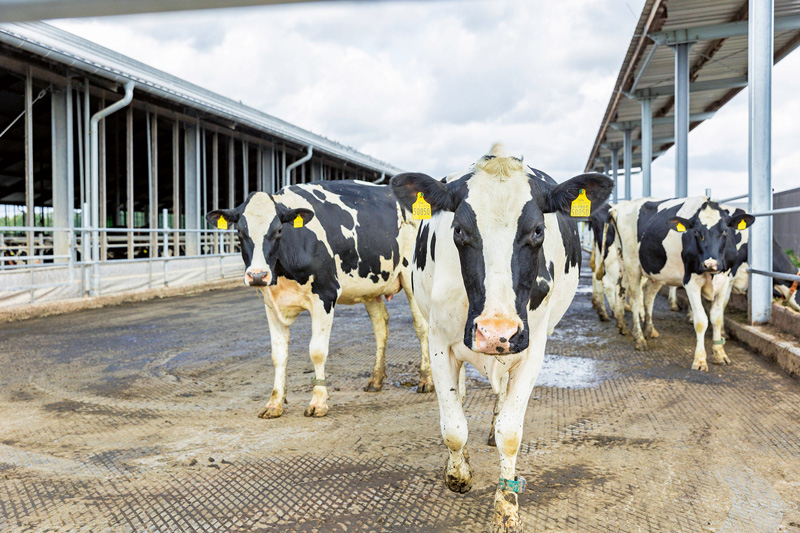 Antibiotika-Reduktion: Wer hat welche Pflichten?