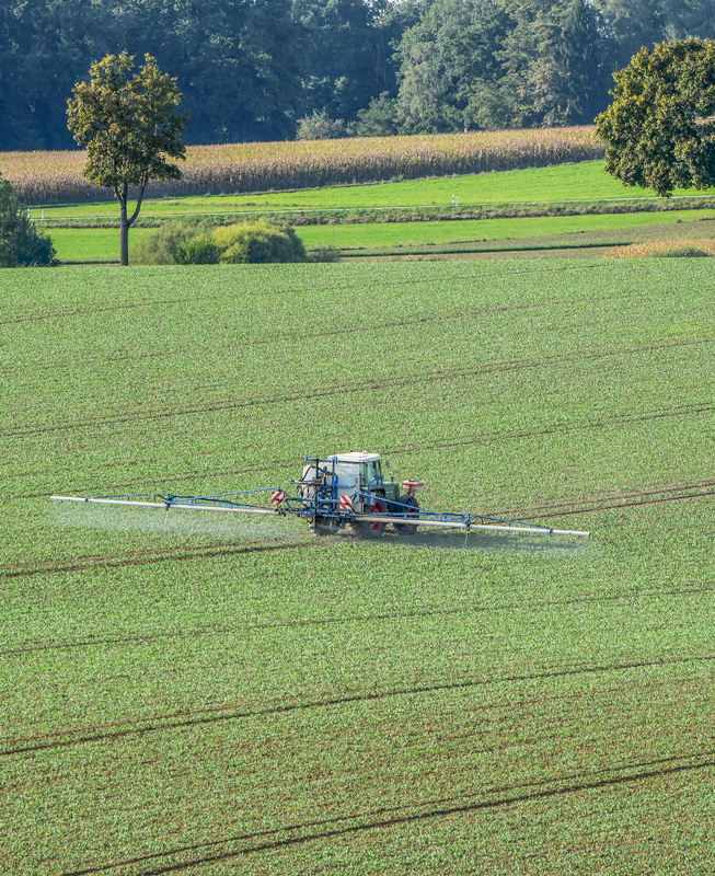 Winterraps darf im Herbstnicht überwachsen