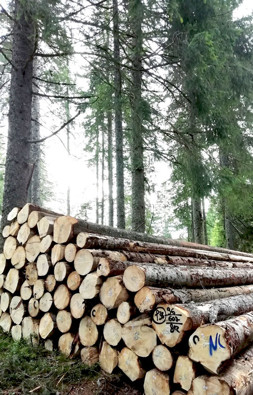 Länder haften in Kartellklage gegen Holzvermarktung allein