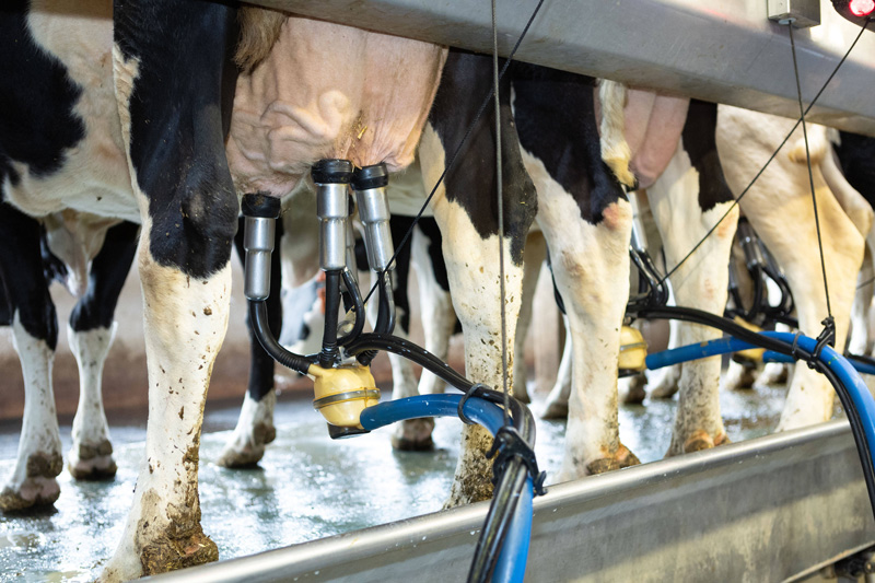 Q Check: Milchkontrolldaten sind von großem Nutzen 