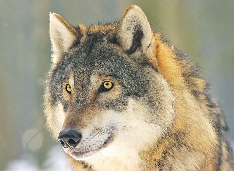 Wolf und Herdenschutz in Rheinland-Pfalz