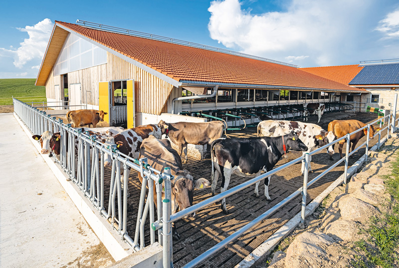 Milchviehställe mit den Haltungsstufen 3 und 4