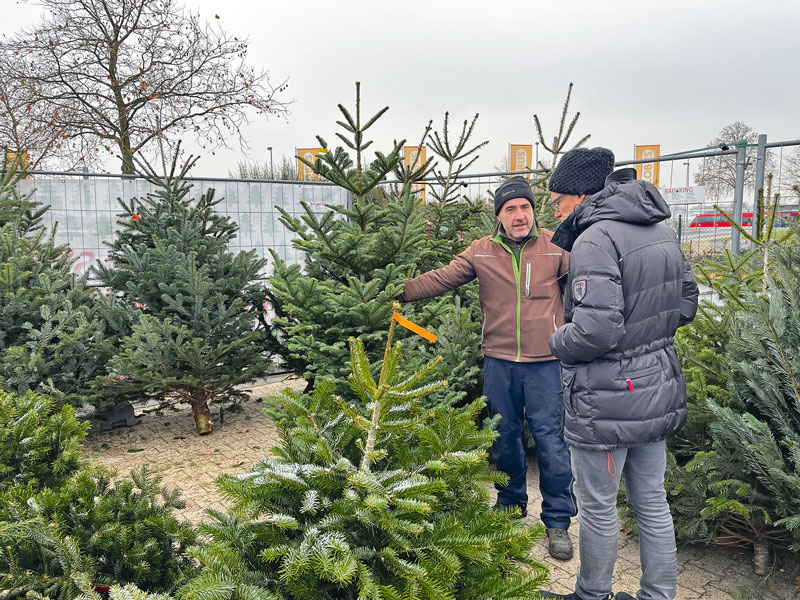 Der Weihnachtsbaum – Siegeszug der Nordmanntanne