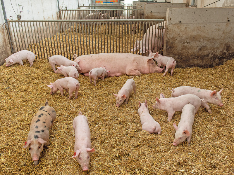 Erzeugerpreise für Bio-Schweine sehr stabil