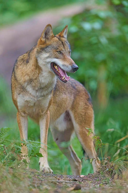 EU-Kommission will Schutzstatus des Wolfs reduzieren