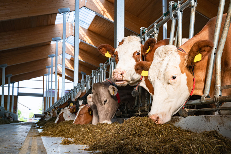 Geringerer CO2-Fußabdruck bei hochproduktiven Kühen