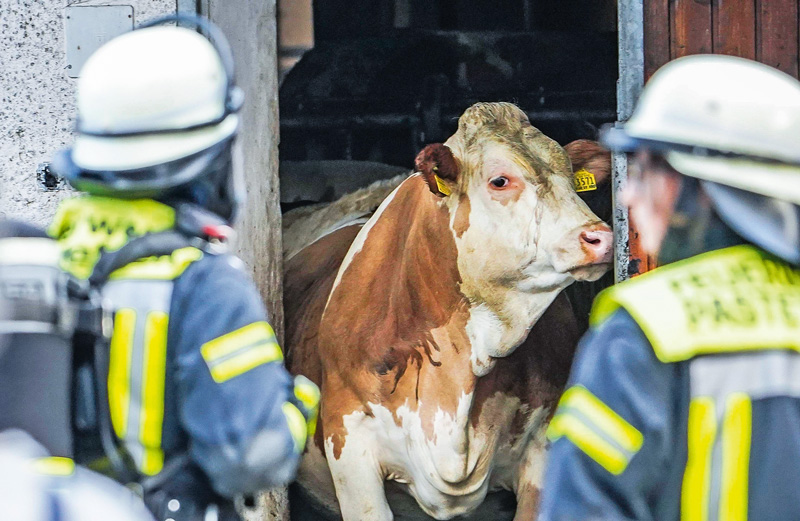 Wer rettet im Brandfall die Kühe?
