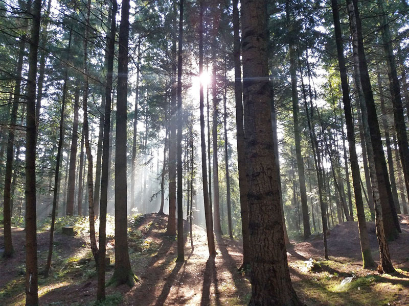 Vitalität der Wälder schwindet und damit die CO²-Senke