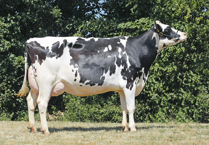 Anstieg der Milchleistung bei guter Tiergesundheit