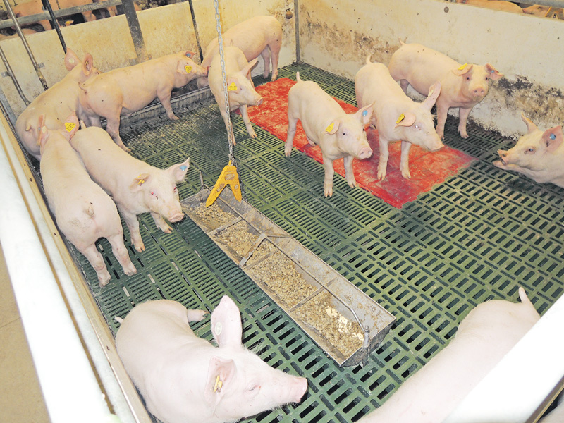 Seminar über Beschäftigungsfutter für Schweine