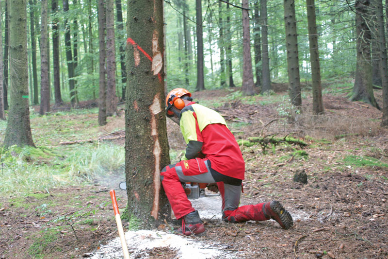 Mit Anlegen des Fallkerbs raus aus dem Fallbereich