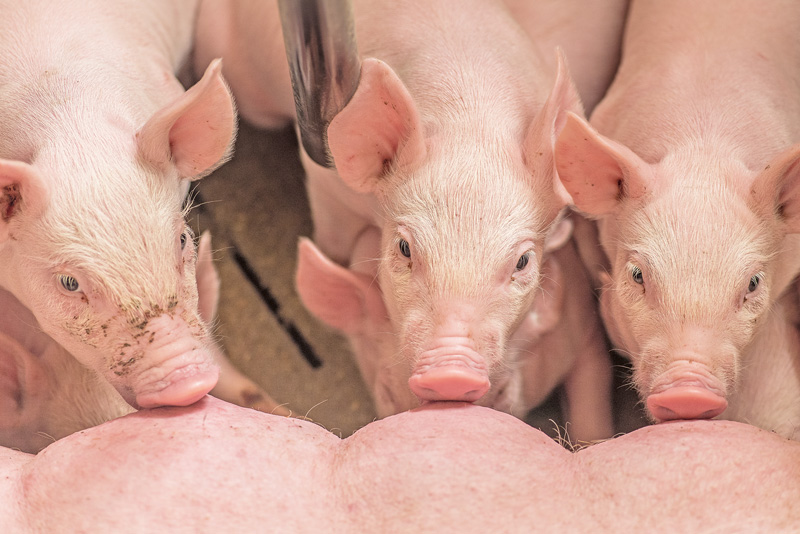 Selektierte Sauen schneller zur Schlachtung geben