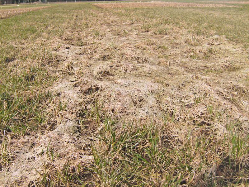 Grün wird's im Frühjahr immer