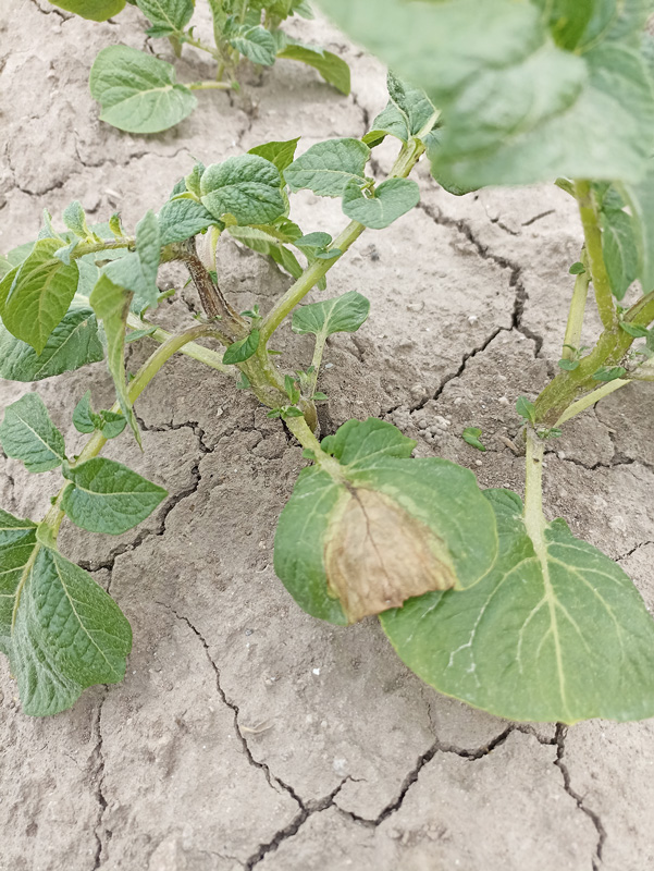 Die Verfügbarkeit von Pflanzgut ist eingeschränkt 