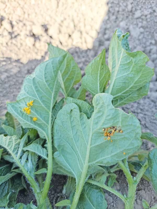 Durchschnittlicher Rohertrag im fünfjährigen Mittel