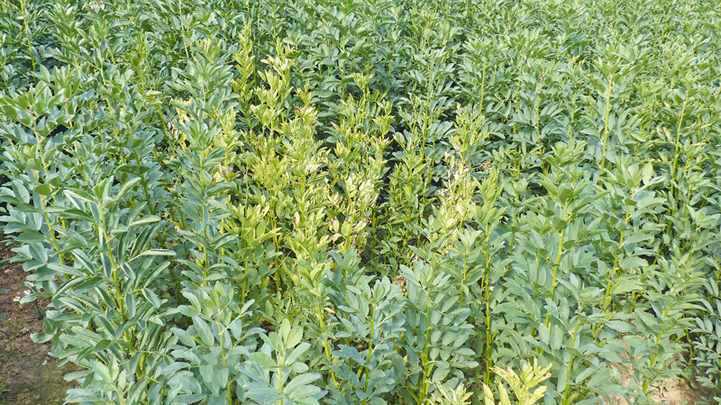 Schwache Bohnenerträge sorgen für Frust