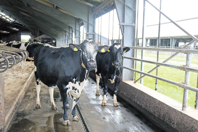 Kuhkomfort bringt höhere Produktivität