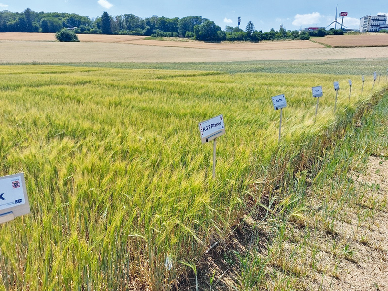 Ein durchweg schwieriges Jahr für das Sommergetreide