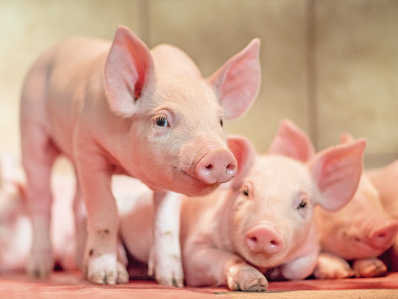 Proteingehalt im Futter um die Zeit des Absetzens senken