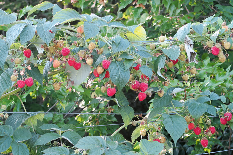 Himbeeren mit Sommer- und Herbstsorten anbauen