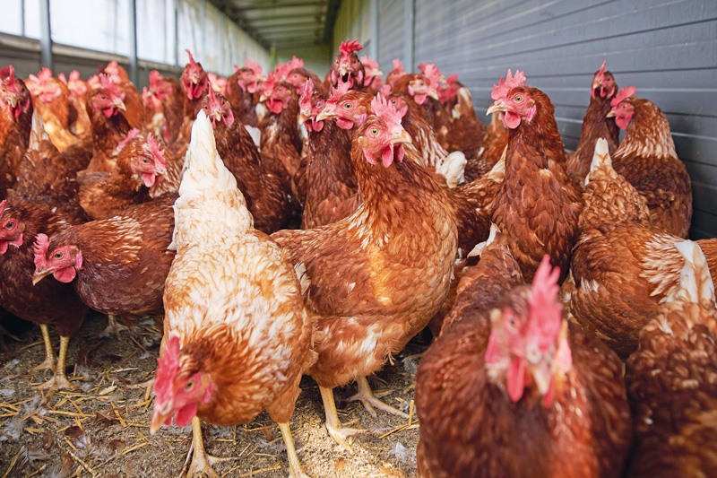 Mobiles Schlachten ohne stressigen Tiertransport