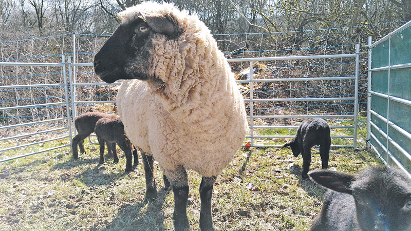 Bei Verlammungen können Chlamydien die Ursache sein