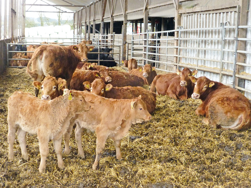Mit Stallhygiene, Futtermitteln und Kräutern gegen Parasiten