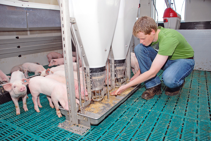 Verarbeitete tierische Proteine in die Schweineration?