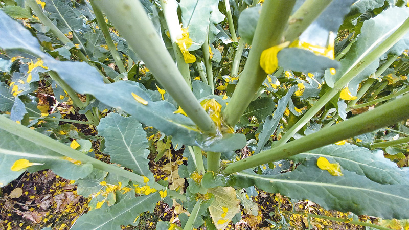 Blütenbehandlung in Winterraps planen