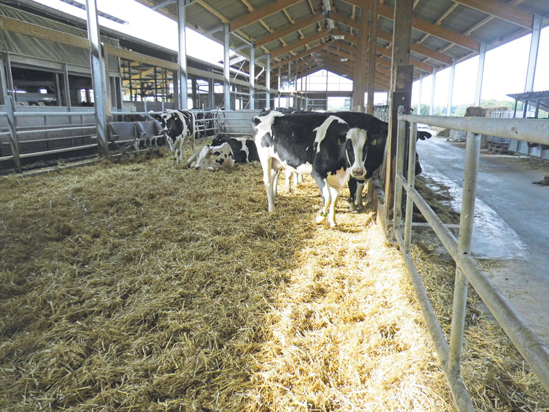 Milchkühe selektiv trockenstellen?