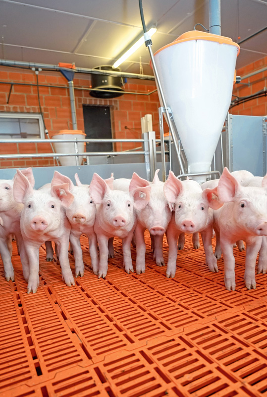 Fütterung von Schweinen unter die Lupe nehmen